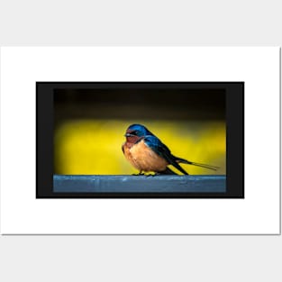 Barn Swallow on a Rail 2 Posters and Art